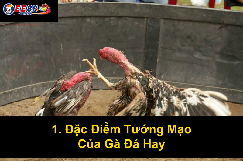 1 Đặc Điểm Tướng Mạo Của Gà Đá Hay