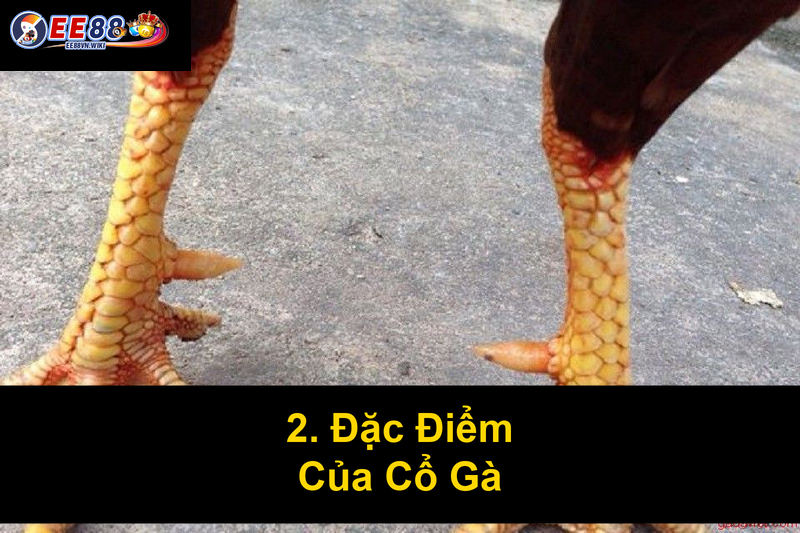 2 Đặc Điểm Của Cổ Gà
