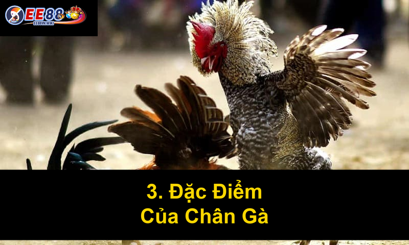 3 Đặc Điểm Của Chân Gà