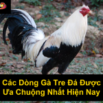 Các Dòng Gà Tre Đá Được Ưa Chuộng Nhất Hiện Nay