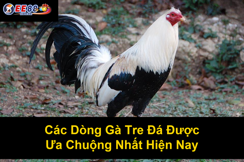 Các Dòng Gà Tre Đá Được Ưa Chuộng Nhất Hiện Nay