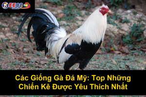 Trang Web Xem Đá Gà Trực Tuyến: Hướng Dẫn Tìm Kiếm Và Xem Trực Tiếp Những Trận Đấu Kịch Tính