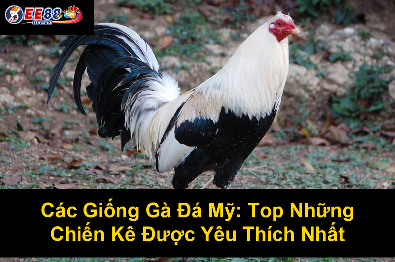 Các Giống Gà Đá Mỹ Top Những Chiến Kê Được Yêu Thích Nhất