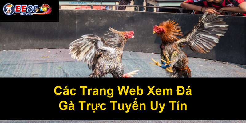 Các Trang Web Xem Đá Gà Trực Tuyến Uy Tín Các Trang Web Xem Đá Gà Trực Tuyến Uy Tín
