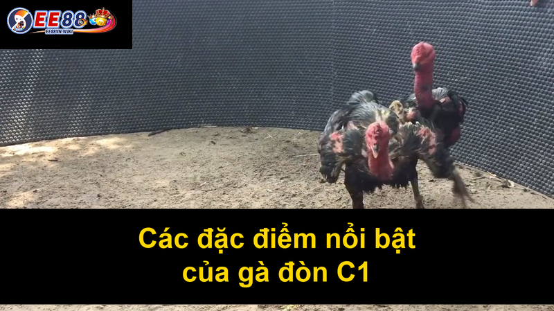 Các đặc điểm nổi bật của gà đòn C1