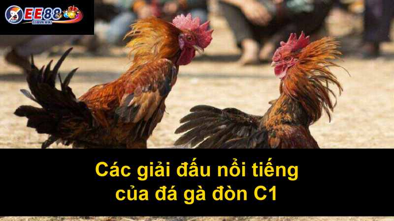 Các giải đấu nổi tiếng của đá gà đòn C1