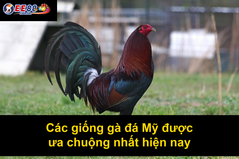 Các giống gà đá Mỹ được ưa chuộng nhất hiện nay