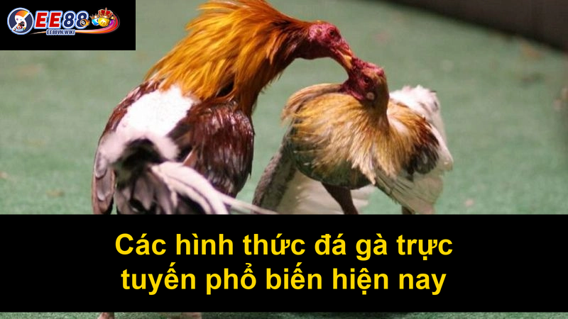 Các hình thức đá gà trực tuyến phổ biến hiện nay