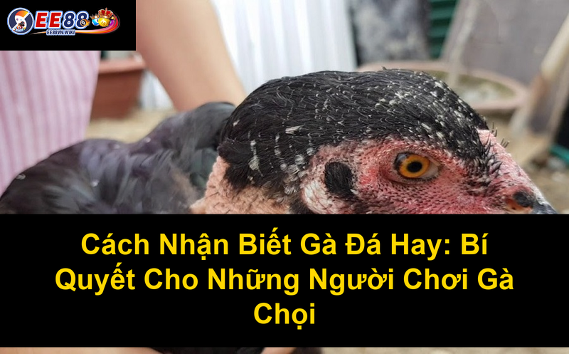 Cách Nhận Biết Gà Đá Hay Bí Quyết Cho Những Người Chơi Gà Chọi