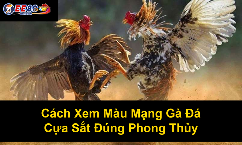 Cách Xem Màu Mạng Gà Đá Cựa Sắt Đúng Phong Thủy