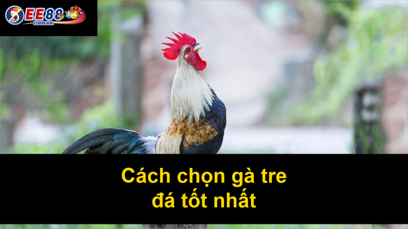 Cách chọn gà tre đá tốt nhất