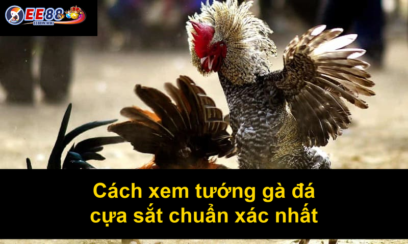Cách xem tướng gà đá cựa sắt chuẩn xác nhất