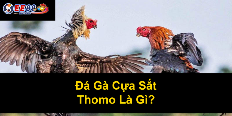 Đá Gà Cựa Sắt Thomo Là Gì