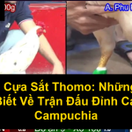 Đá Gà Cựa Sắt Thomo Những Điều Cần Biết Về Trận Đấu Đỉnh Cao Tại Campuchia