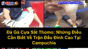 Trang Web Xem Đá Gà Trực Tuyến: Hướng Dẫn Tìm Kiếm Và Xem Trực Tiếp Những Trận Đấu Kịch Tính