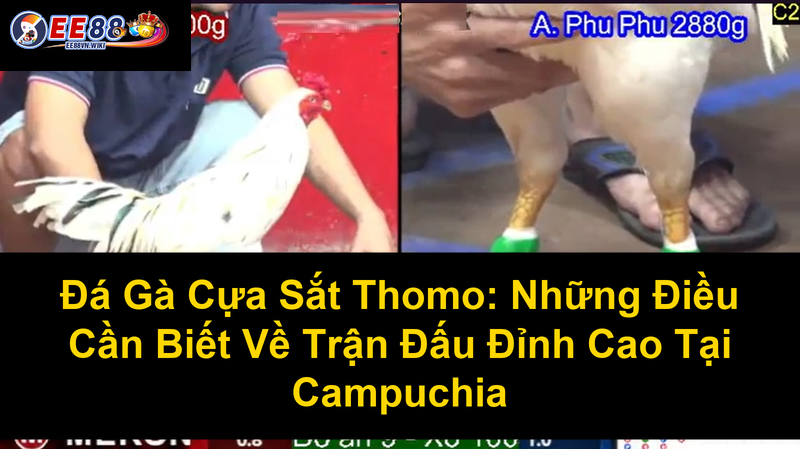 Đá Gà Cựa Sắt Thomo Những Điều Cần Biết Về Trận Đấu Đỉnh Cao Tại Campuchia