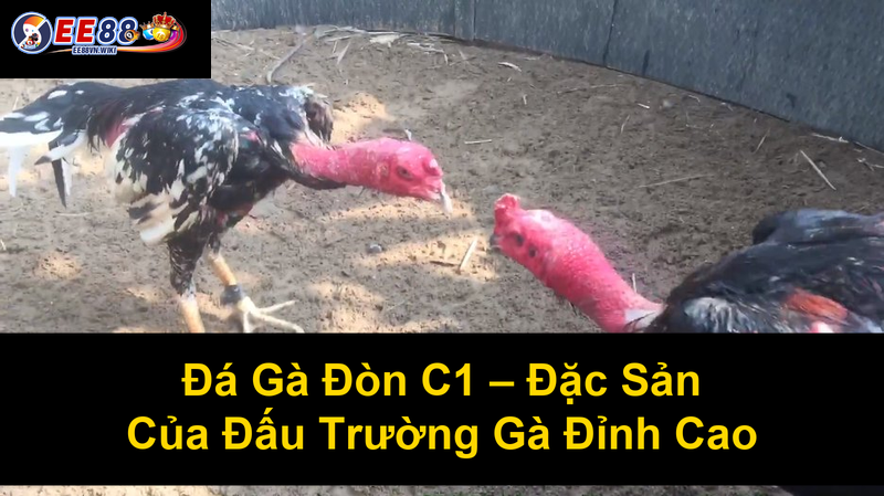 Đá Gà Đòn C1 Đặc Sản Của Đấu Trường Gà Đỉnh Cao