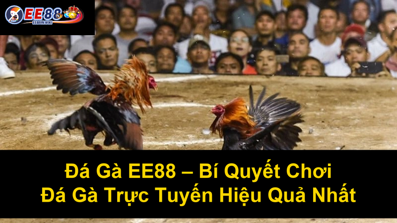 Đá Gà EE88 Bí Quyết Chơi Đá Gà Trực Tuyến Hiệu Quả Nhất