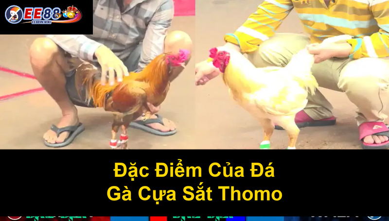 Đặc Điểm Của Đá Gà Cựa Sắt Thomo
