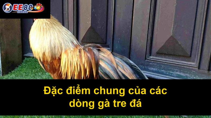 Đặc điểm chung của các dòng gà tre đá
