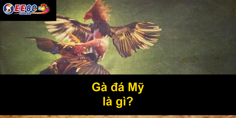 Gà đá Mỹ là gì