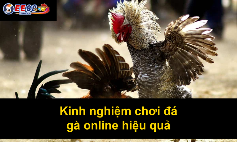 Kinh nghiệm chơi đá gà online hiệu quả