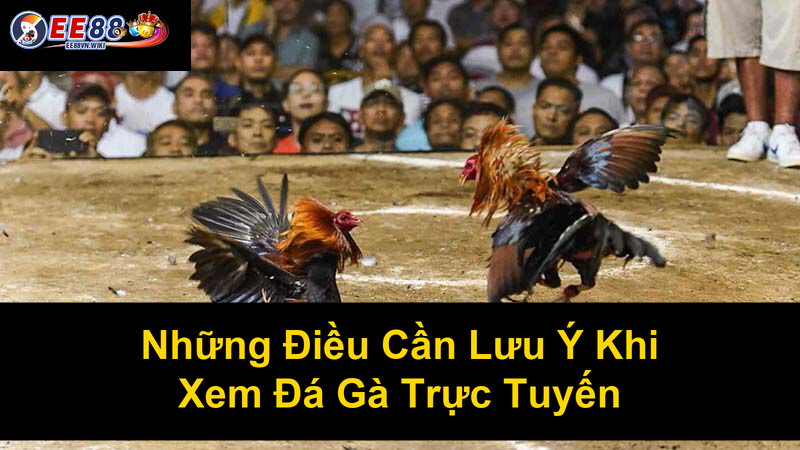 Những Điều Cần Lưu Ý Khi Xem Đá Gà Trực Tuyến Những Điều Cần Lưu Ý Khi Xem Đá Gà Trực Tuyến
