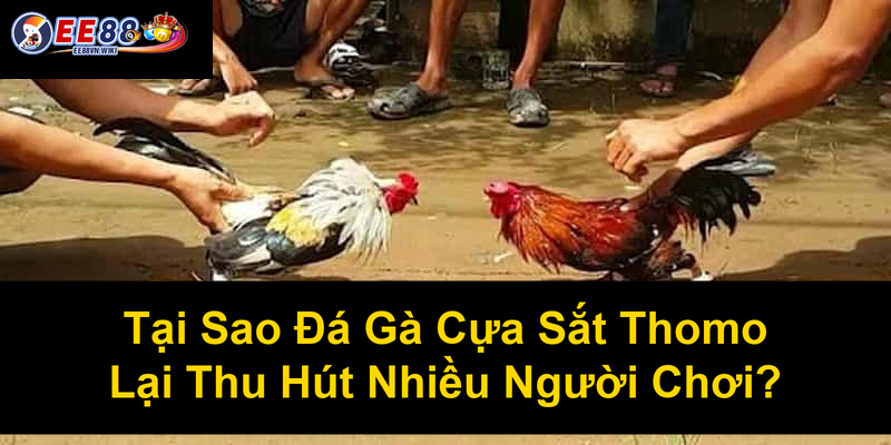 Tại Sao Đá Gà Cựa Sắt Thomo Lại Thu Hút Nhiều Người Chơi