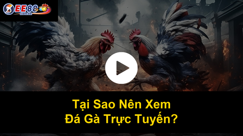 Tại Sao Nên Xem Đá Gà Trực Tuyến Tại Sao Nên Xem Đá Gà Trực Tuyến