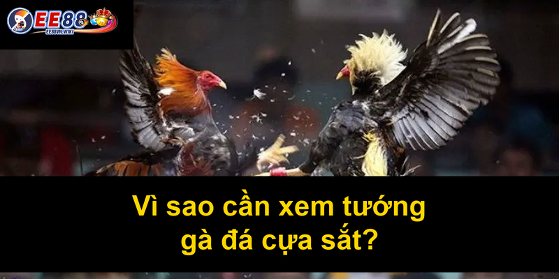 Vì sao cần xem tướng gà đá cựa sắt