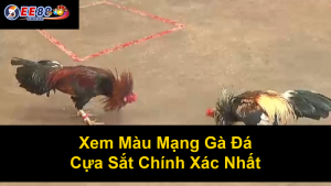 Trang Web Xem Đá Gà Trực Tuyến: Hướng Dẫn Tìm Kiếm Và Xem Trực Tiếp Những Trận Đấu Kịch Tính