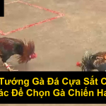 Xem Tướng Gà Đá Cựa Sắt Chuẩn Xác Để Chọn Gà Chiến Hay