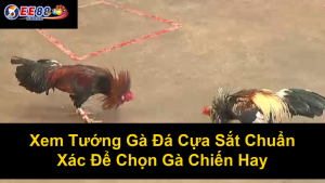 Trang Web Xem Đá Gà Trực Tuyến: Hướng Dẫn Tìm Kiếm Và Xem Trực Tiếp Những Trận Đấu Kịch Tính